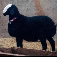 انواع دام زنده بره چاق بدون دنبه