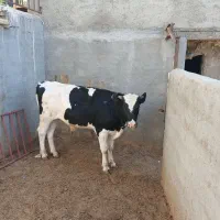 گوساله