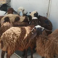 گوسفند زنده