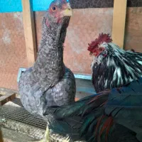 خروس گلین و مرغ لاری|حیوانات مزرعه|شیراز, کوشک میدان|دیوار