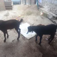 دو عدد کهره نر فروشی