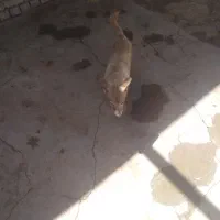 سگ پاکوتاه