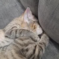 واگذاری گربه نژاد DSH|گربه|رباط‌کریم, رباط‌کریم|دیوار