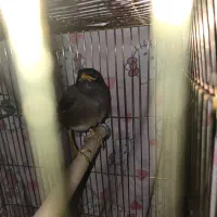 جوجه مینا ۲ ماهه رایگان واگذار میشود