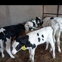 گوساله نر شیری