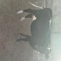 تلیسه سرسینه