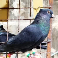 کبوتر بازیکن خوشگل