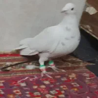 پرشی به شرط زدو خورد|پرنده|سبزوار, خسروجرد|دیوار