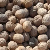 گر د و|آرایشی، بهداشتی، درمانی|مشگین شهر, |دیوار