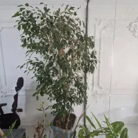 درخت بنجامین بزرگ و درخت یاس هلندی پیوندی