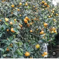 نارنگی محلی