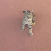 سرپرستی حیوان خانگی