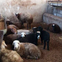 گوسفند زنده