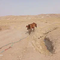 فروش مادیان بدون کره   ۲۰۰۰۰۰۰۰تومان|اسب و تجهیزات اسب‌سواری|مسجد سلیمان, |دیوار