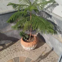 گل کاج مطبق