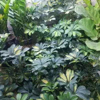 حراج گل و گیاه|حراج|همدان, |دیوار