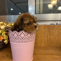 توله پاپی پامر خرسی|سگ|اصفهان, باغ کاران|دیوار