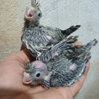 جوجه سرلاکی عروس هلندی سالم وسرحال