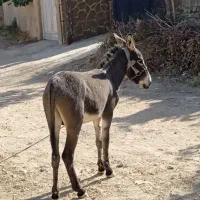 خر نر|حیوانات مزرعه|سپیدان, |دیوار