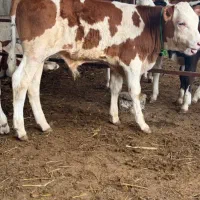 فروش ویژه گوساله سیمنتال