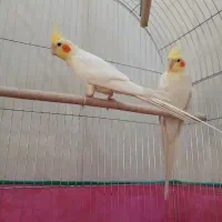 عروس هلندی