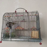 جوجه سهره نشون دار