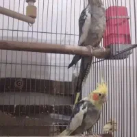 عروس هالندی نر و ماده