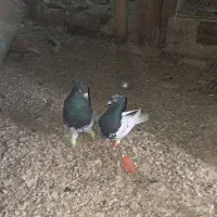 کله سیاه یهودی سار