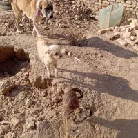 سگ پاکوتاه|سگ|سبزوار, قاضی زاد|دیوار