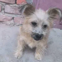 سگ پشمالوی پاکوتاه ماده