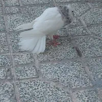 کبوتر طوقی