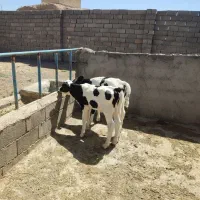گوساله هلشتاین