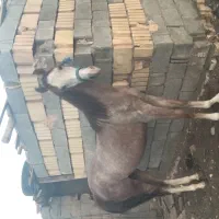 اسب نریان فروشی