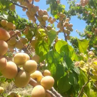 نهال پربازده|خدمات باغبانی و درختکاری|خسروشاه, |دیوار