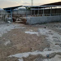 گاوداری صنعتی جهت اجاره جاده سد