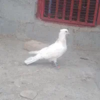 کفتر طوقی