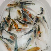 انواع کوی و گوپی آنجل و...|ماهی|مشهد, شهرک مهرگان|دیوار