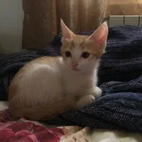 واگذاری رایگان بچه گربه