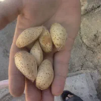 پنیرگاوی و پنیر کوزه ای|خوردنی و آشامیدنی|خرمدره, |دیوار