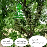 نهالستان باغبان،بادام،گردو،صنوبر،میوه نهال فروشی