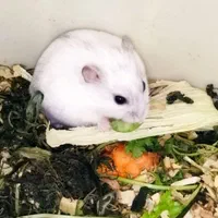 جزیره همستر سوری و کمپل یا مینیاتوری (پرورش دهنده)|موش و خرگوش|فردیس, سرحدی|دیوار