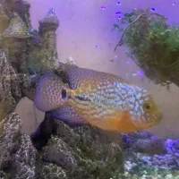 فلاور کامفا مولتی کالر