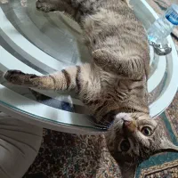 واگذاری گربه بامزه به همراه کل لوازمش