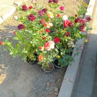 خدمات باغبانی ارس کود بیل زدن تحویز گل دون