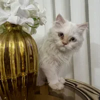 گربه پرشین بریتیش|گربه|مشهد, الهیه|دیوار