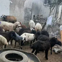 بره گوسفند چاق نروماده|حیوانات مزرعه|بابکان, |دیوار