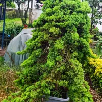 گل و گیاه برای زیباسازی فضای سبز