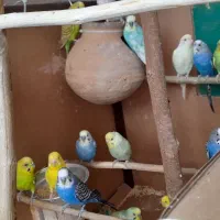 فروش چند جفت مرغ عشق