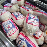 غذا سگ مرغ تازه سینه مرغ جوجه کباب ران مرغ