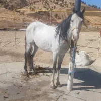 اسب|اسب و تجهیزات اسبسواری|سنندج, |دیوار